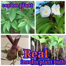 insulin plant live rhizomes, insulin plant bulbs, insulin plant roots