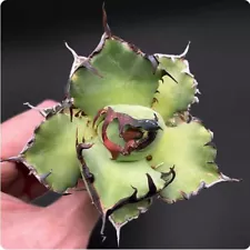 6-7cm Agave black whale Cactus Succulent Live Plant beautiful Home Garden Plant