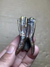 42g Herbivorous mammal tooth from Ice age specimen collection