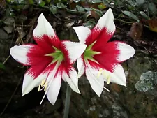 Hippeastrum leopoldii 1.4 cm - seedling