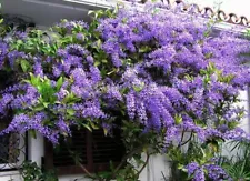 Petrea volubilis Queens Wreath Vine - Sandpaper Vine - Seeds 10