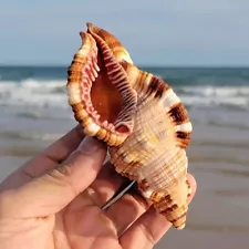 Large Cymatium Pileare Triton Natural Seashell Rare Real Beach Home Deco 4" In