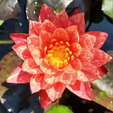 Wanvisa Red White Hardy Waterlily Live Freshwater Plants Pond Flower Colorful