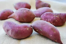 10 LBS Japanese Korean Sweet Potato Murasaki Tuber Great for Sprouting FREE S/H