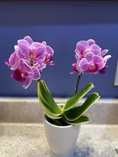 Phaleanopsis Mini Sogo Vivien Variegated