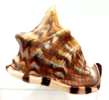 Large Natural Seashell Horned Queen Helmet Conch Tiger Stripe Ocean Sea Shell