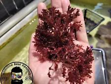 2" Live Saltwater Red Pom Pom Macro Algae Plant Reef Marine Refugium