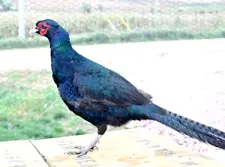 6 Green Melanistic Pheasant Hatching Eggs! PRE SALE -