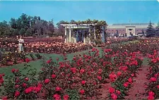 Chrome Postcard CA N300 Los Angeles Rose Gardens at Exposition Park Woman Gazebo