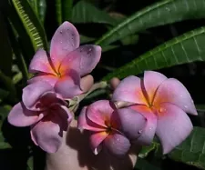 Plumeria Barbara, limited ,1 cutting, no roots- imported, 6-8"