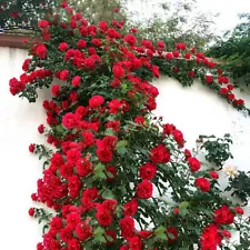 100Pcs Climbing Rose Rosa Multiflora Perennial Fragrant Flower Seeds Home Decor.