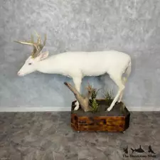 #29354 E | Albino Whitetail Deer Life-Size Taxidermy Mount For Sale