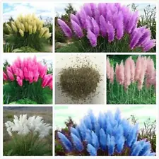 200PCS Garden Silver Ccutellaria Multicolor Large Ornamental Grass Flower Seeds□