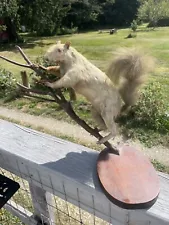 Vintage Albino pink eyes Mounted Squirrel on Branch Taxidermy Tabletop Display