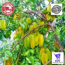 Star Fruit (Averrhoa carambola) Very Rare Organic Exotic Tropical Tree 5+ SEEDS