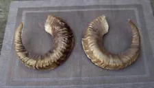 RAMS HORNS ANTLERS HUNTING HUNTER TROPHY TAXIDERMY