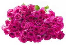 50 Hot Pink Roses (Farm-Fresh, Long Stem - 50cm) - Farm Direct Wholesale Fres...