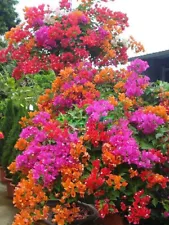 1 Pack 100 Mixed Color Bougainvillea Bonsai Flower Plant Seeds Home Garden