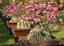 " 1000 Seeds " Adenium Thai Socotranum Desert rose bonsai plants Decor