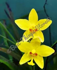 Sri Lanka Nature Art Photograph Beautiful Flowers Photo Pictures Natural Image