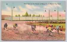 Miami Beach Florida FL Wide Open on Stretch Dog Track Race Postcard