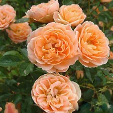 100Pcs Climbing Rose Rosa Multiflora Perennial Fragrant Flower Home Decor