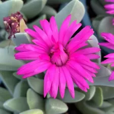 Sale 3cm Succulent Live Plant Lithops Cheiridopsis Purple flower Garden Décor