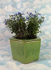 African Violet Self Watering Ceramic Plant Pot