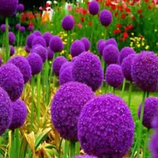 Blue Purple Giant Allium Seeds Globemaster Allium Giganteum Flower 200x Seeds