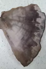 Petrified Wood Slab