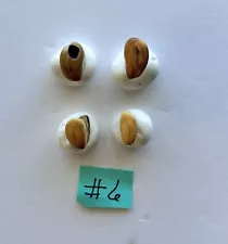 Elk Ivory 2 Pair Cow Ivories Jewelry Mountain Man Very Small X For Earrings # 6