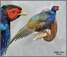 Melanistic Pheasant Taxidermy Mount Bird Feathers Exotic by Wildlife-Artist