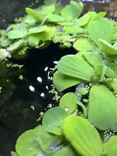 60+ Dwarf Water Lettuce PLUS 2 FREE Floating Easy Aquarium/Pond Plant— B2G1FREE