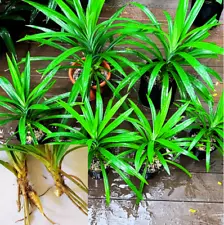 2pcs Healthy Pandan Live Plant for Home Garden - Aromatic Leaves -3-6 inches