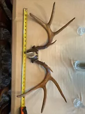 whitetail deer antlers for sale