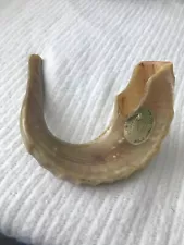 SHOFAR RAM'S HORN