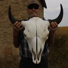 Buffalo Bison Head Skull Horns