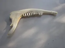 Deer Jawbone Taxidermy knife Knive Making handle teeth Jawbones