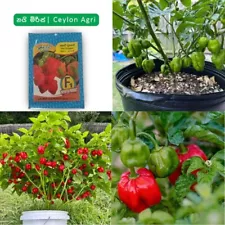 Ceylon green Scotch Bonnet plant Nursery Seeds Hight Quailty Plants are growing