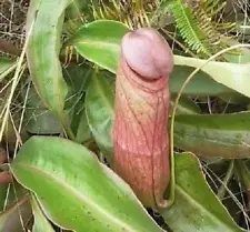 Nepenthes ( carnivorous plant ) 10 seeds