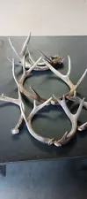 Lot of 8 Fresh North Dakota Wild Whitetail Deer Sheds Antlers Chews