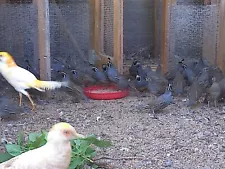 California Valley Quail Hatching Eggs. Fertility verified. 20++ eggs.