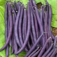 Bean Purple King 50 seeds