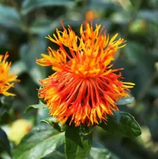 200 Chinese Medicine Saffron Seeds Safflower Carthamus