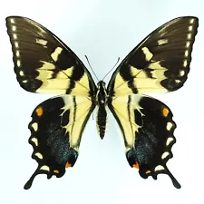 SPLENDID AB FLETCHERI FEMALE Papilio glaucus FROM UNITED STATES