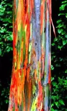 (25+) Spectacular Color Bark-Rainbow Eucalyptus Plant Seeds, Eucalyptus Deglupta