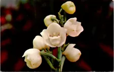 Postcard Holy Ghost Orchid Peristeria elata Botanical Floral Flower Plant 14002