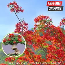 ROYAL POINCIANA RED FLAME TREE SEEDS Delonix Regia Tropical Flamboyant Flower 20