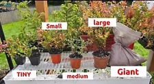 2 Potted Small Live Huckleberry Plant Vaccinium Ovatum Black Wild Berry Black