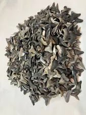 1 Pound High Quality Sharks Teeth